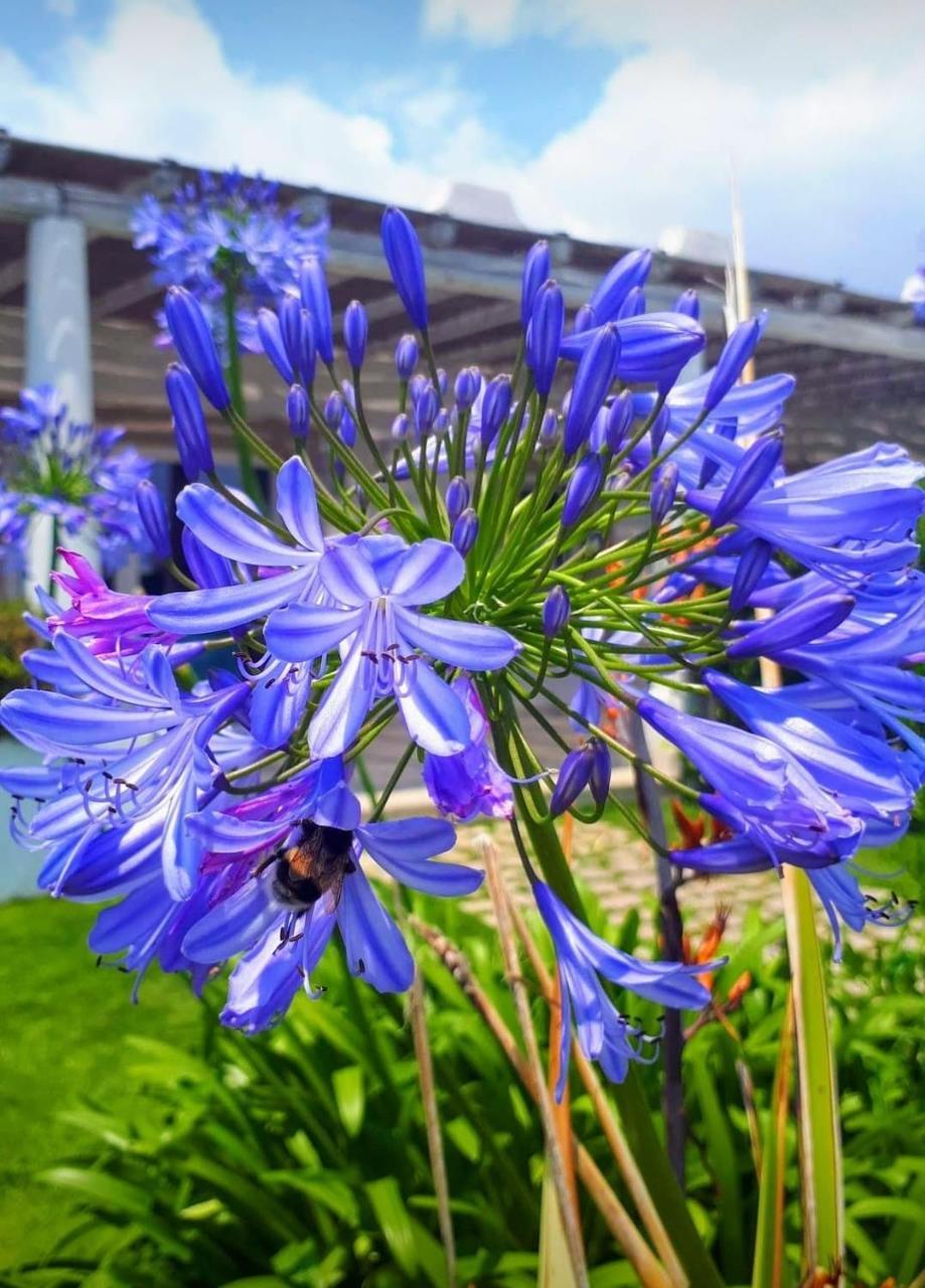 Blue Marine Apartment 波扎洛 外观 照片